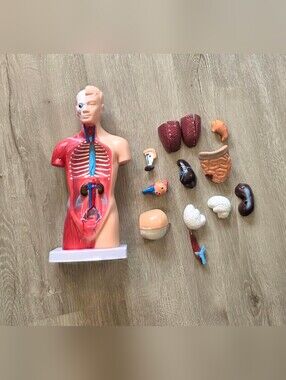 15-Part Human Torso 11in Anatomy Model Removable Organs Study Instrument